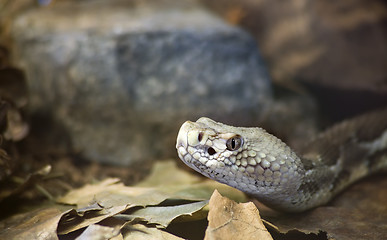 Image showing Timber Rattlesnake