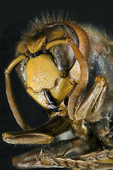 Image showing European Hornet