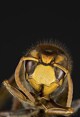 Image showing European Hornet