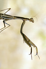 Image showing Brown mantis