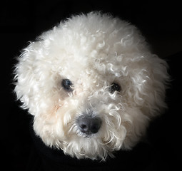 Image showing Bichon frise dog