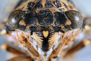 Image showing Cicada Head Close Up