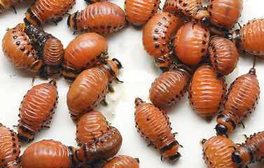 Image showing Potato Beetle Larva