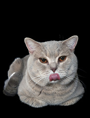 Image showing Loll Tongue of Mocking Gray British Cat