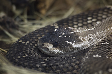 Image showing Mexican Black Tailed Rattlesnake