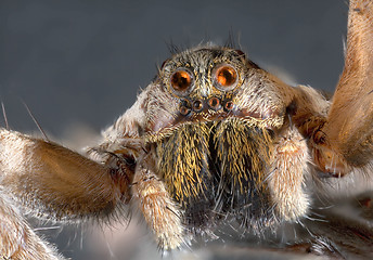 Image showing Wolf Spider