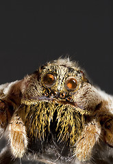 Image showing Wolf Spider Cutout