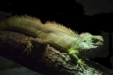 Image showing Green Iguana