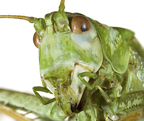 Image showing Cricket Head