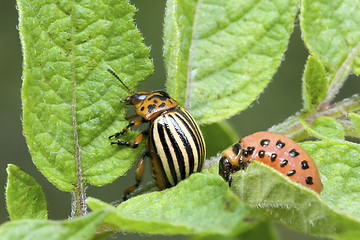 Image showing Colorado Potato Beetle