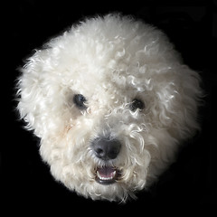 Image showing Bichon frise dog