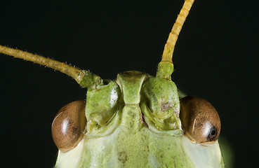 Image showing Green Cricket Head