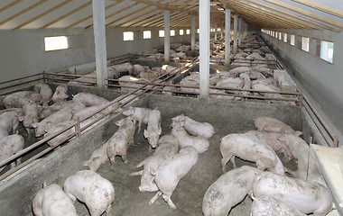 Image showing Pig farm