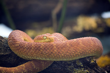 Image showing Green Bush Viper