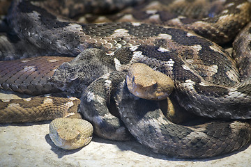 Image showing Macedonian Horned Viper