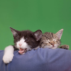 Image showing Dreamy Cats