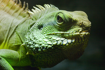 Image showing Green Iguana