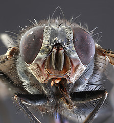Image showing Housefly Macro