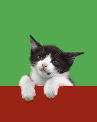 Image showing Black and White Domestic Cat Cutout