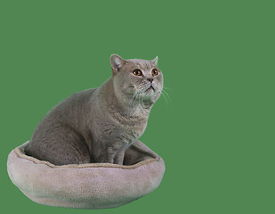 Image showing Cat in the Catnap Cutout