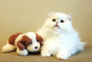 Image showing White cat and toy dog