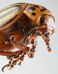 Image showing Colorado Beetle Macro