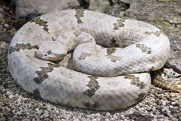 Image showing Tamaulipan Rock Rattlesnake