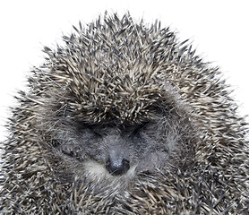 Image showing Dreamy Hedgehog