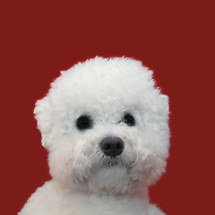 Image showing Bichon Frise Cutout