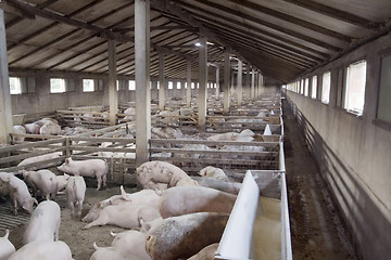 Image showing Pig Farm