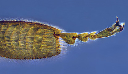 Image showing Bee leg