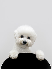 Image showing Bichon dog