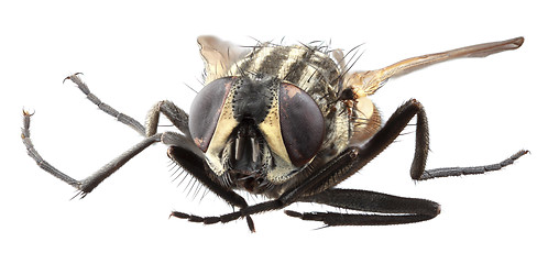 Image showing Housefly Macro Close up Cutout