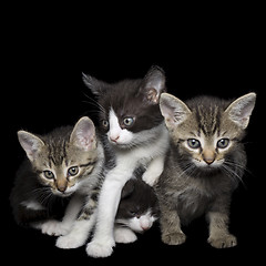 Image showing Four Young Cats