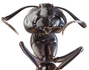 Image showing Black Garden Ant Cutout