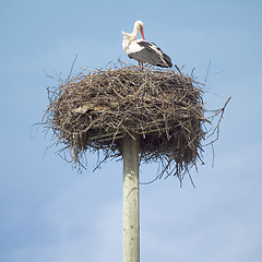 Image showing Stork in the nest