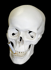 Image showing Skull