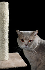 Image showing Cat Scratching Post Cutout