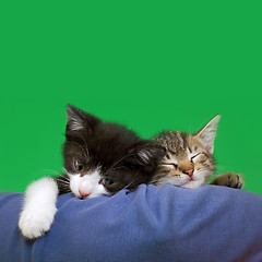 Image showing Two Domestic Cats