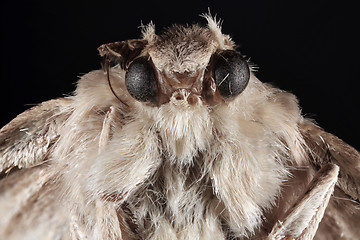 Image showing Butterfly Moth