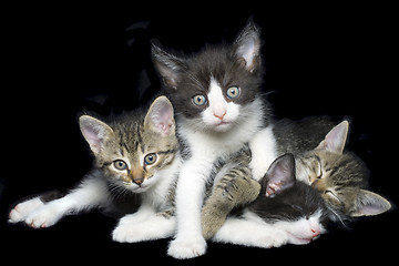 Image showing Young Domestic Cats Cutout