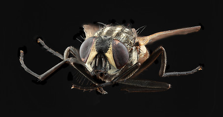 Image showing Housefly Cutout