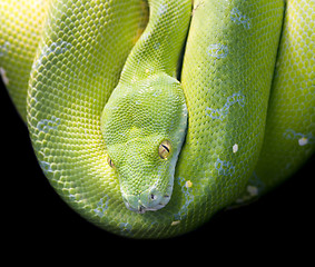 Image showing Green Tree Python