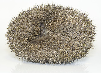 Image showing Hedgehog, Erinaceus Europaeus