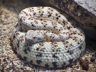 Image showing Southwestern Speckled Rattlesnake