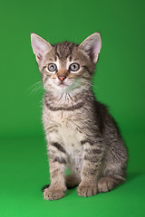 Image showing Tabby Cat