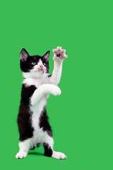 Image showing Playful Domestic Cat Cutout