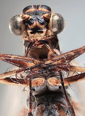 Image showing Dragonfly Ultra Macro