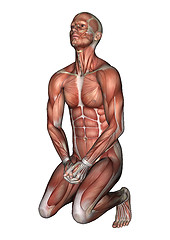 Image showing Male Anatomy Figure