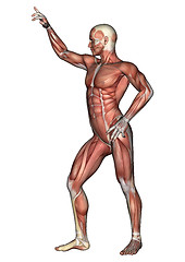 Image showing Male Anatomy Figure